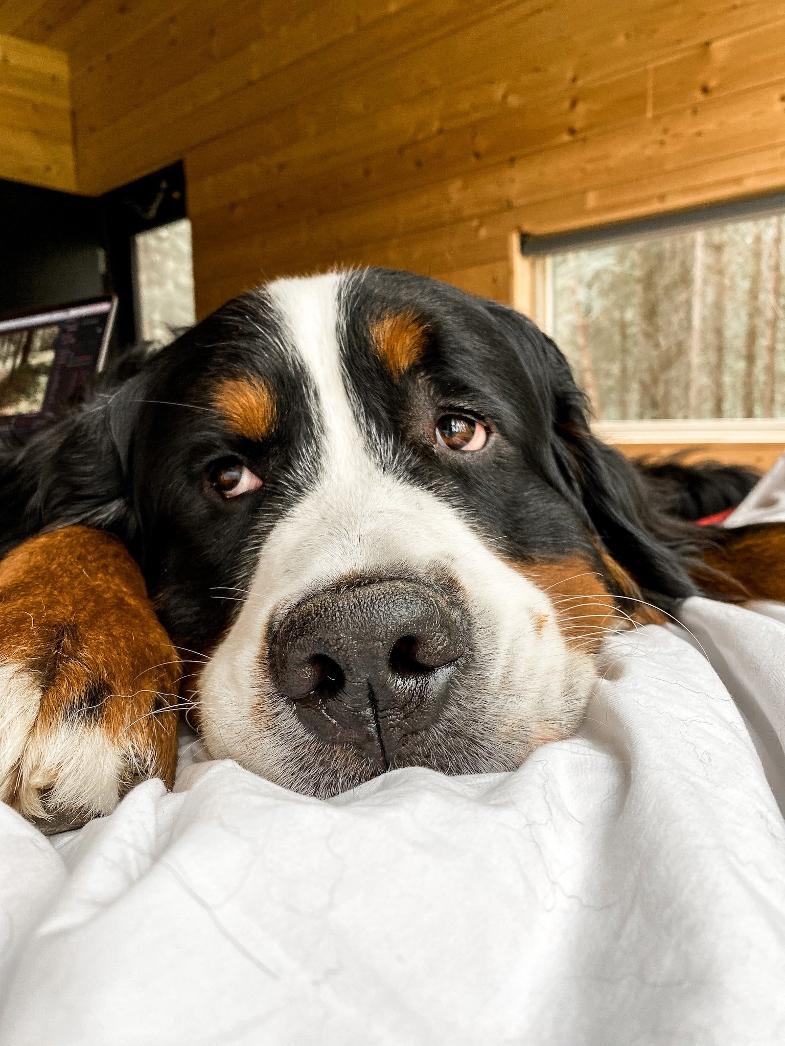 Reasons You NEED A Bernese Mountain Dog Kevin The Berner